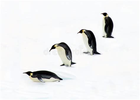 Four Penguins stock photo. Image of four, balance, evolution - 1653328