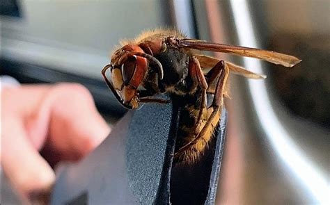 What's the Difference Between a Murder and European Hornet