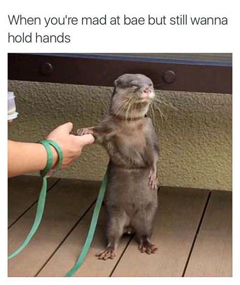 Otter holding hands meme - In Otter News