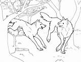 Free Printable Wolf Coloring Pages For Kids  Animal Place sketch template