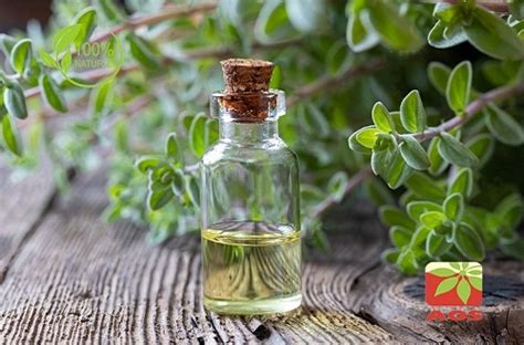 Holy Basil Oil : Uses and Benefits - Manufacturer & Exporter