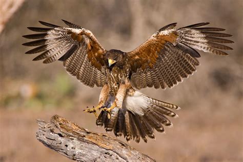 PsBattle: Hawk in mid-air with claws extended out : photoshopbattles