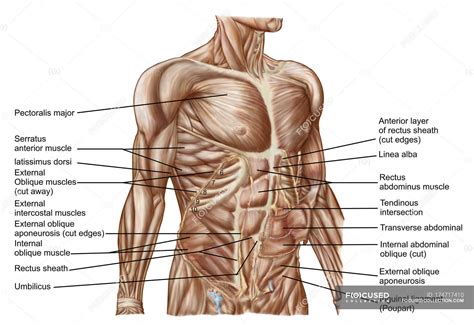 Anatomy of human abdominal muscles with labels — text, muscle tissue - Stock Photo | #174717410