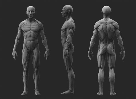 ArtStation - Anatomy Study, Joe Zheng | Human anatomy drawing, Anatomy ...