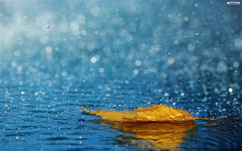 Leaf in the Rain Wallpaper | Rain wallpapers, Rain quotes, Nature wallpaper