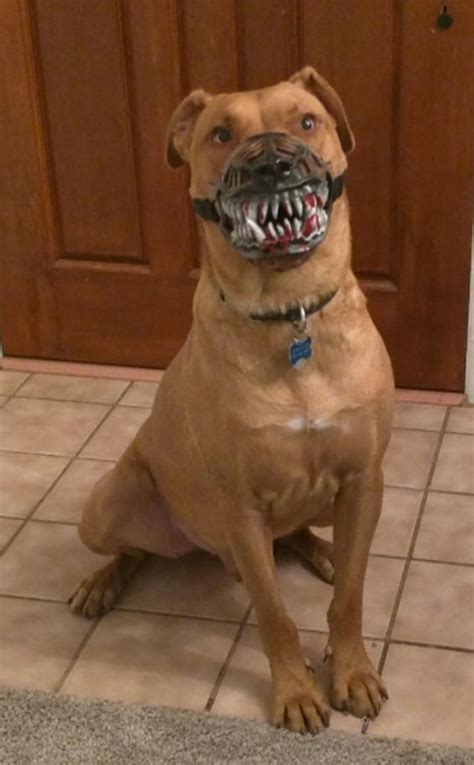 Scary Dog Face