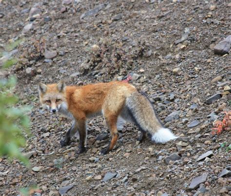 Free Images : nature, wildlife, portrait, young, fauna, red fox, raccoon, vertebrate, babies ...