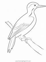 Cute Green Woodpecker Coloring Page Printable Pages  sketch template