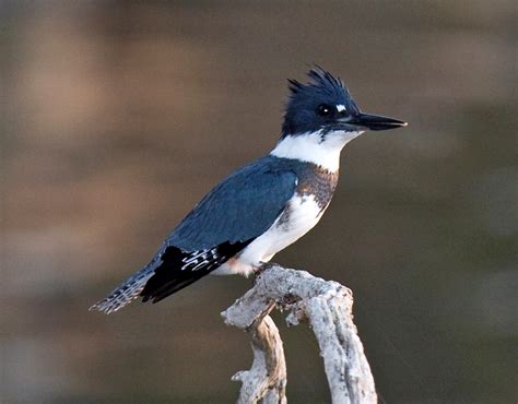 Belted Kingfisher | Nature of the World Wiki | FANDOM powered by Wikia