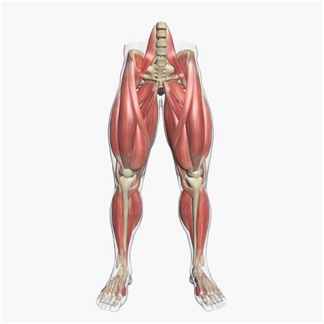 Human Leg Muscle Anatomy 3DSmax 3D model | CGTrader