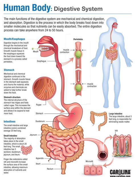 Digestive System | Human body anatomy, Human body systems, Human digestive system