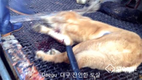 Horrific Cruelty of South Korean Dog Meat Industry!!! Warning: Graphic. - YouTube