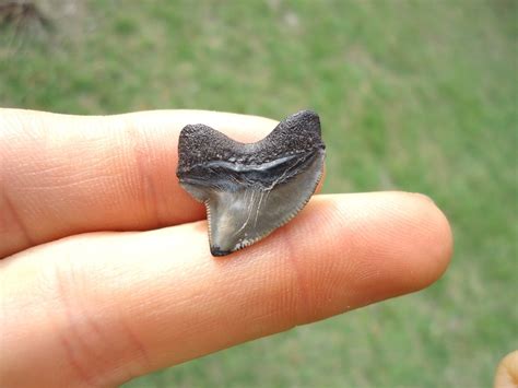 Nice Cretaceous Crow Shark Tooth | Shark | FOSSILS | Prehistoric Florida