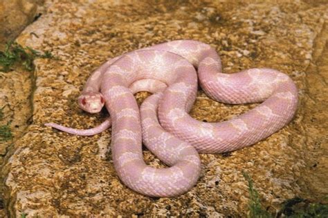 Are There Real Purple Snakes? 10 Species With Pictures