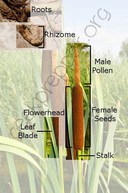 How to Eat Wild Cattails for Wilderness Survival or for Fun | Wild ...