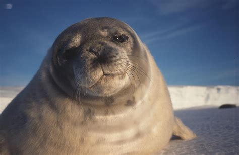 Seals — Science Learning Hub