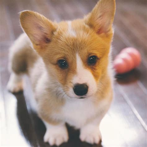 Droll Fluffy Adorable Corgi Puppies - l2sanpiero