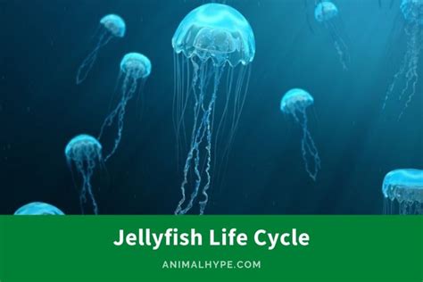 Jellyfish Life Cycle: Drifting Through the Stages of Life - Animal Hype