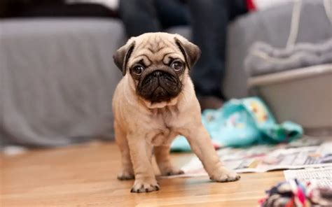 15 Dog Breeds That Look Like Puppies Forever | Puppies Club