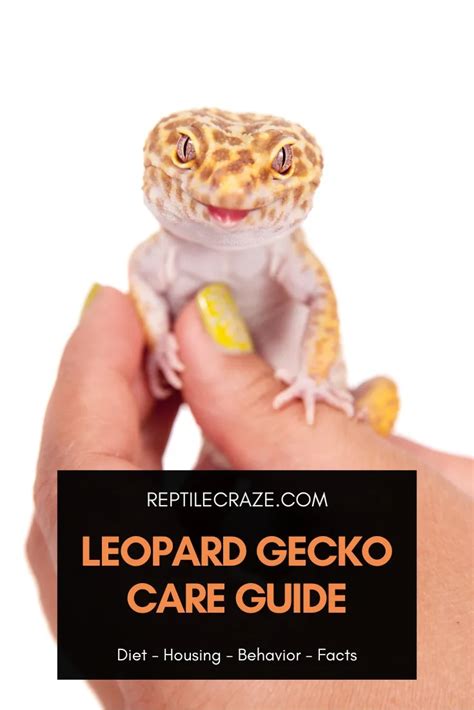 Leopard Gecko Care Guide: Diet, Housing, Facts - Reptile Craze