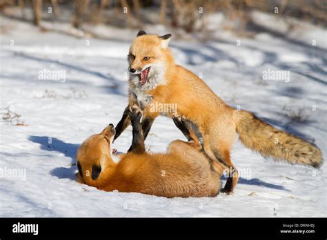 Two male red fox fighting in the snow during the mating period. Wild animals Stock Photo - Alamy