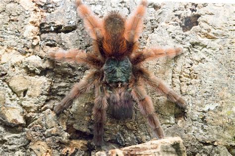 Caribena versicolor - Fluffy Spiders