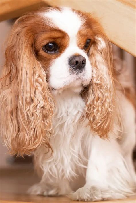 What Size Crate For Cavalier King Charles Puppy at Andrew Gant blog