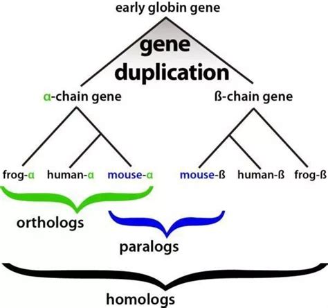 跨物种进化研究必备的‘单拷贝直系同源基因’如何查找 - 组学大讲堂问答社区