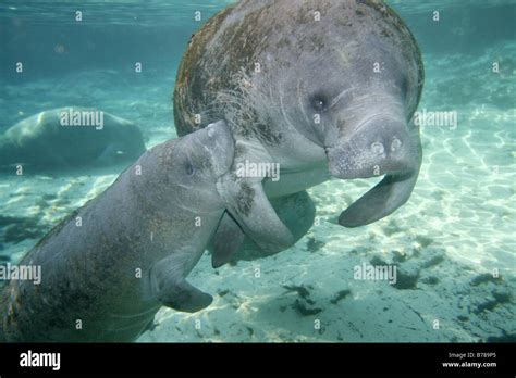 West Indian Manatee baby calf florida nursing Stock Photo - Alamy