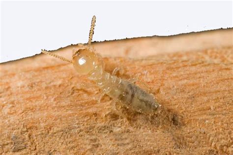 Pest Control South Beach and Willowbrook - Termites