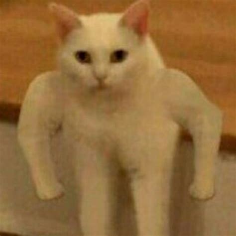 Create meme "meme Polyot, cat Jock meme, the cat with hands meme ...