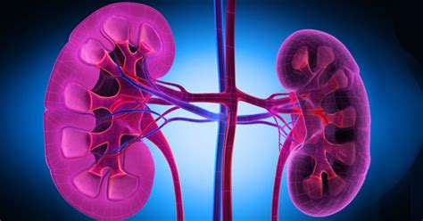 What is Lupus Nephritis? Treatment and Overview | HSS