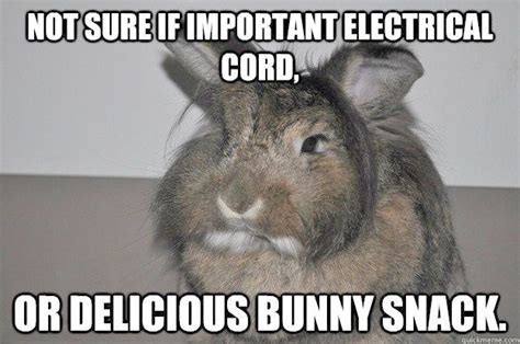 Rabbit Meme | Rabbit Ramblings: Funny Bunny Memes in 2020 | Funny bunnies, Funny rabbit, Super ...