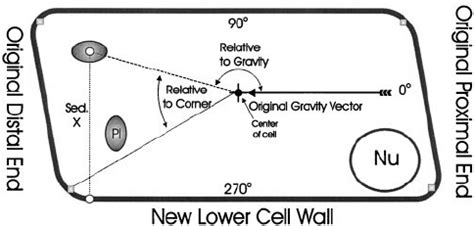 Central columella cell (inside-“right”) after reorientation of the... | Download Scientific Diagram