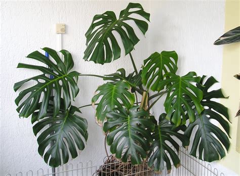 Monstera deliciosa (Ceriman, Cutleaf Philodendron, Hurricane Plant, Mexican Breadfruit, Split ...