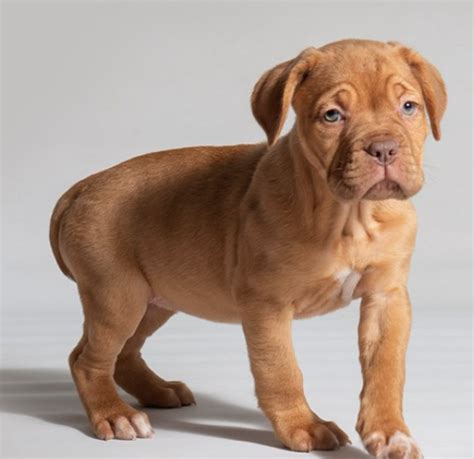 The French Mastiff aka The Dogue de Bordeaux - Full Guide