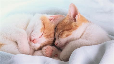 Sleeping Kittens Wallpaper - drarchanarathi WALLPAPER