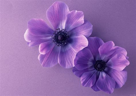 Purple Flower Backgrounds (60+ pictures)