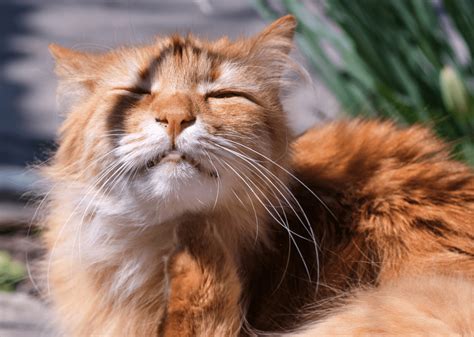 Fluffy Cat Breeds - 17 Of The Most Adorable Fluffy Feline Friends ...