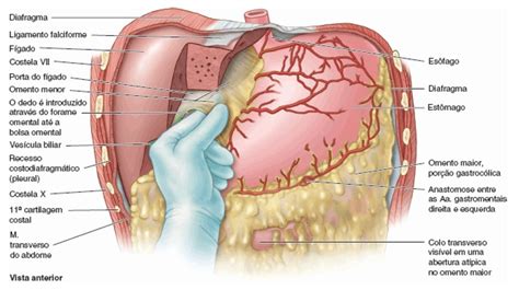 forame omental - epiplóico - de winslow | Anatomia papel e caneta