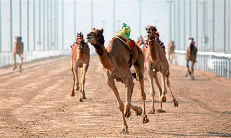 Camel racing in the UAE | Time Out Abu Dhabi