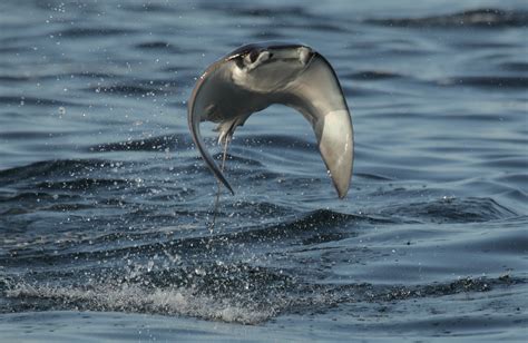 Amazing Footage of Soaring Devil Rays Taking Flight Above the Ocean's ...