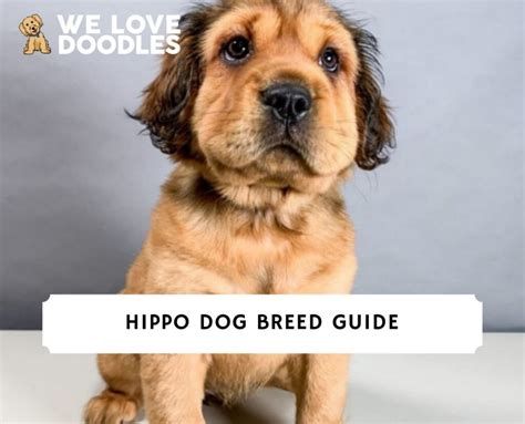 Hippo Dog Breed (Cocker-Pei) Facts and Pictures!