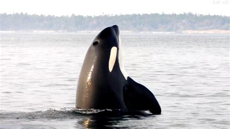 Malejandraq sextape leak as customary the organizer will