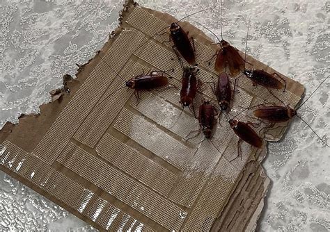 Kamababa pron videos i plan to see her another time when