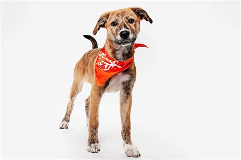 Meet 2026 Puppy Bowl adorable doggy players