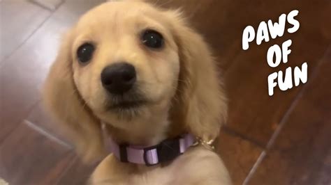 cute dogs  cats   funniest moments