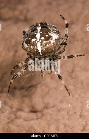 european garden spider Stock Photo - Alamy