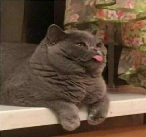 funniest cat memes   tasty treat  caturday   random tuesday