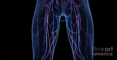 Male Leg Veins Photograph by 3Dmedisphere / Science Photo Library